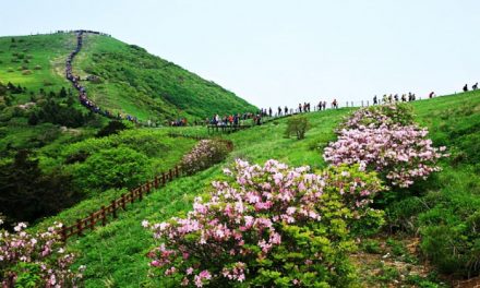 Danyang Sobaeksan Royal Azalea Festival 2020 is canceled
