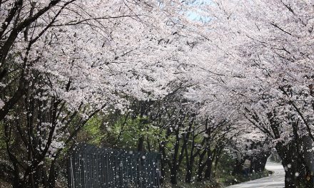 Hwagae Cherry Blossom Festival 2020 is canceled