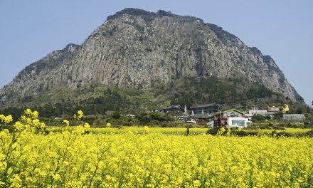 Jeju Canola Flower Festival 2020 is canceled.
