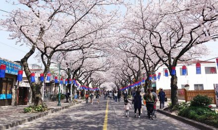 Jeju Cherry Blossom Festival 2020 is canceled