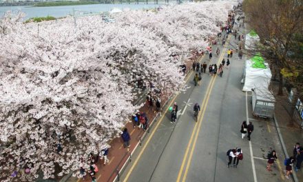 Yeongdeungpo Yeouido Spring Flower Festival 2020 is canceled