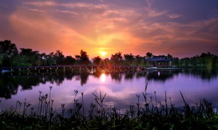 18th Buyeo Seodong Lotus Festival 2020 is canceled