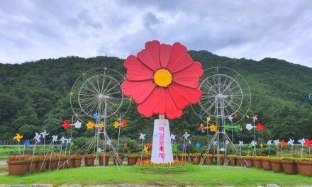 Pyeongchang Zinnia Festival 2020 is canceled