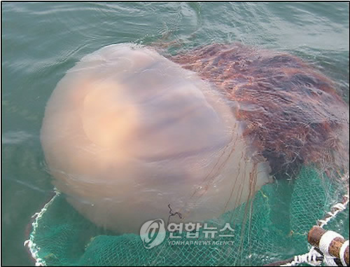 Jellyfish is coming to Korea