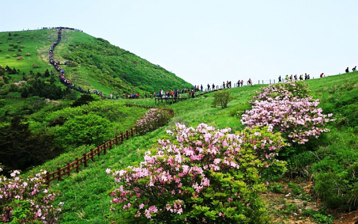 Danyang Sobaeksan Royal Azalea Festival 2020 is canceled
