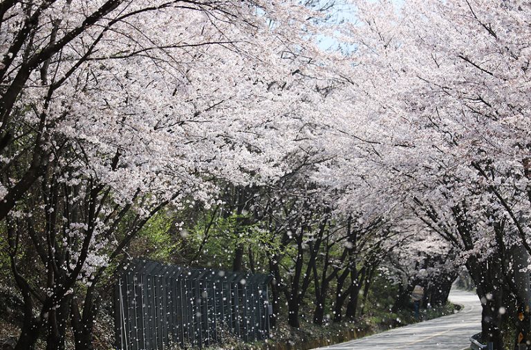 Hwagae Cherry Blossom Festival 2020 is canceled