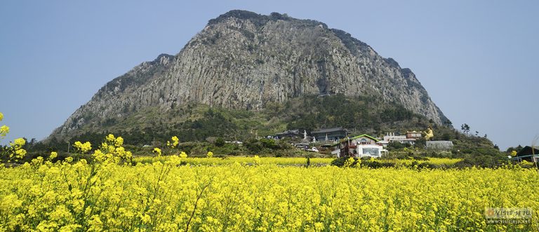 Jeju Canola Flower Festival 2020 is canceled.