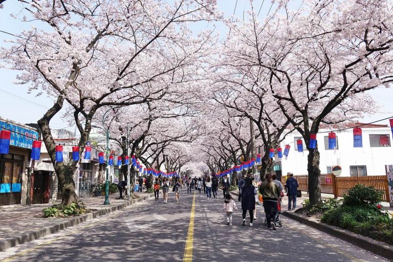 Jeju Cherry Blossom Festival 2020 is canceled