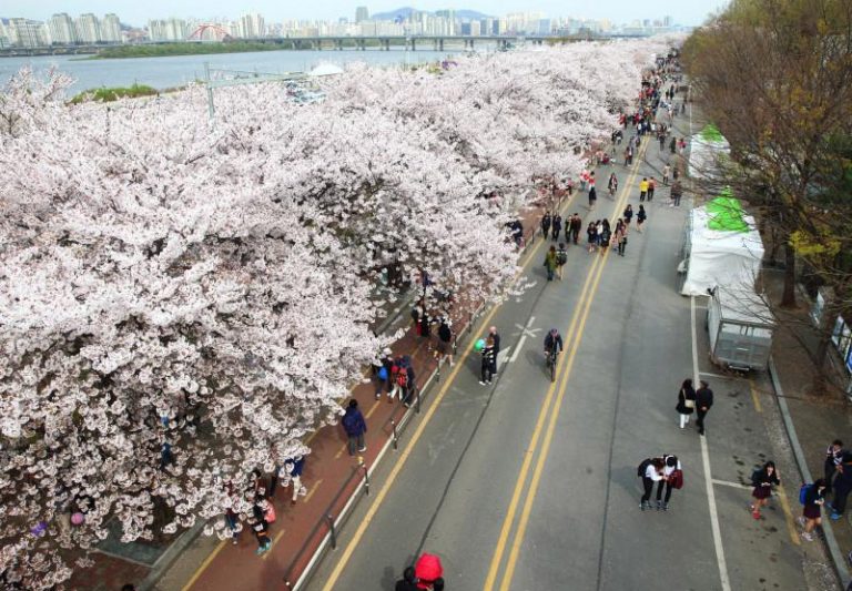 Yeongdeungpo Yeouido Spring Flower Festival 2020 is canceled