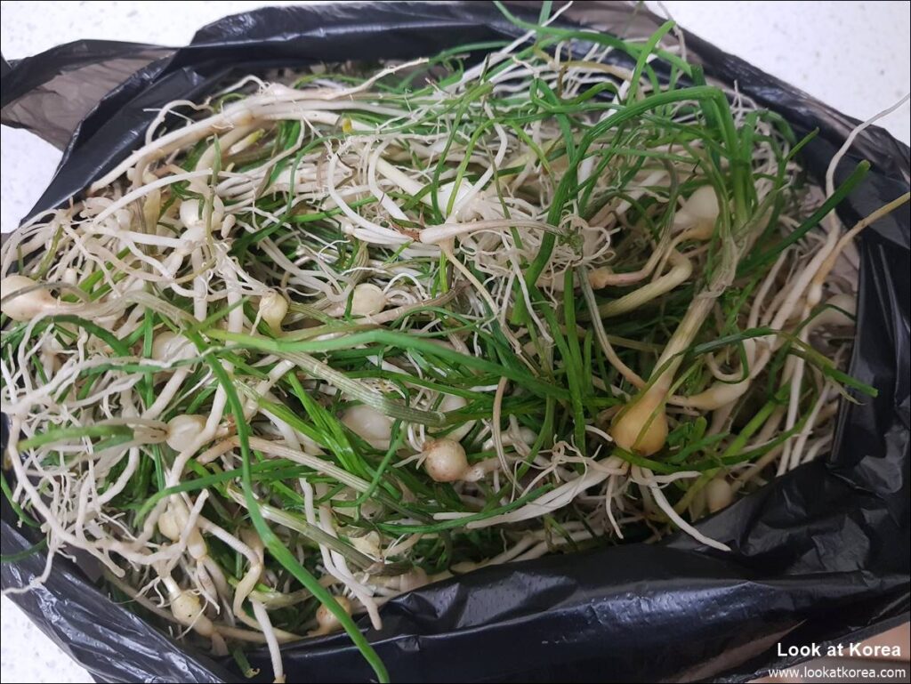 Dallae - Korean wild chive