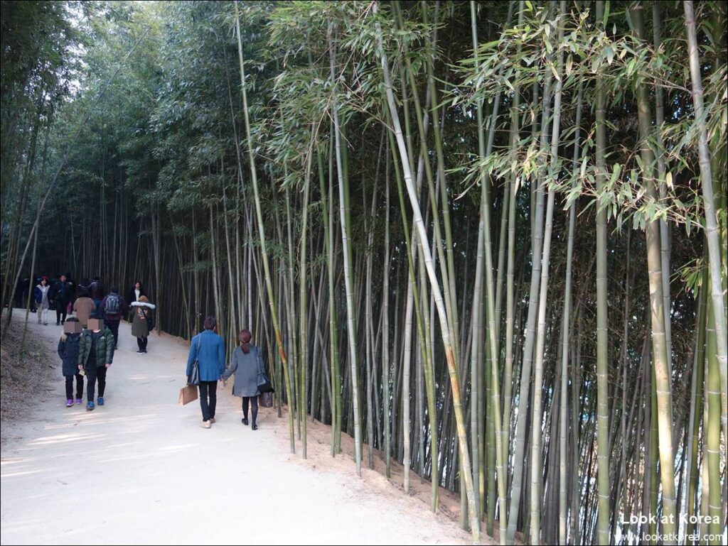 Juknokwon - Korea's Famous Bamboo Forest | Look at Korea