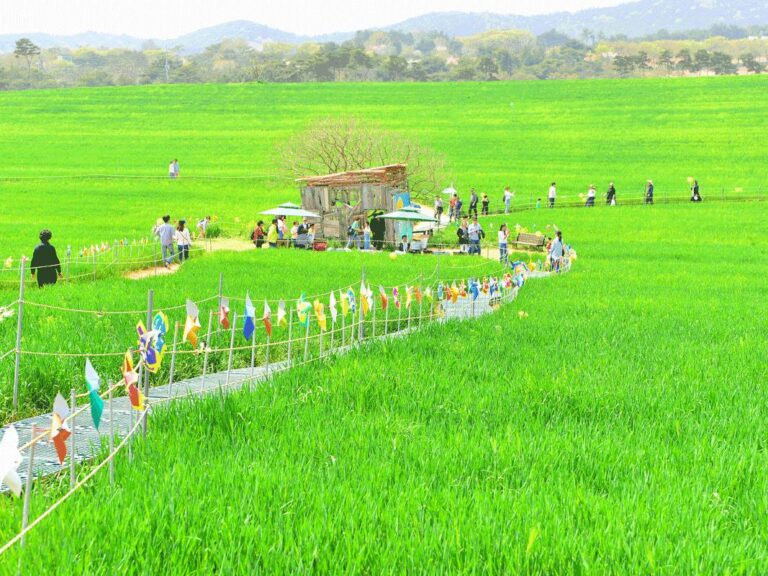 Gochang Green Barley Field Festival