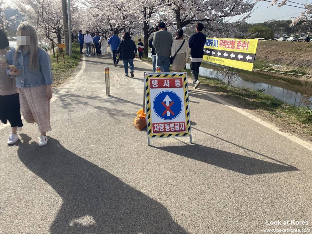 Habang Village in Chungju - Cherry Blossom Spot