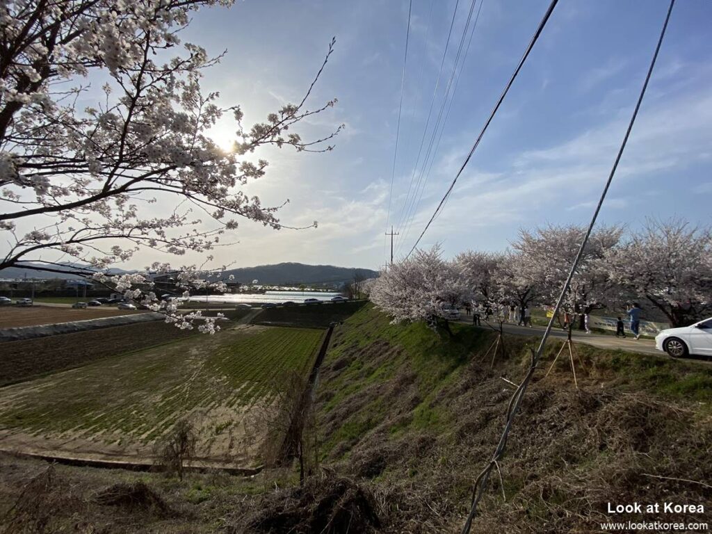 Habang Village in Chungju - Cherry Blossom Spot