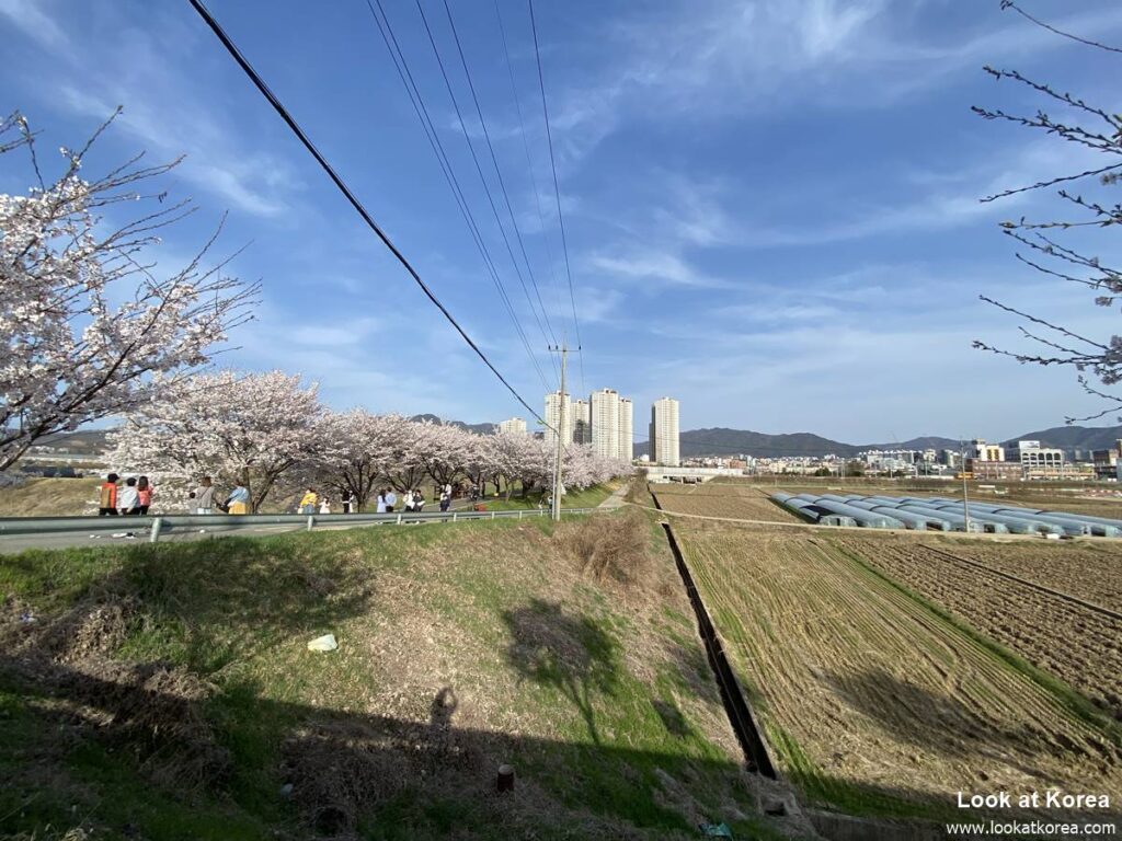 Habang Village in Chungju - Cherry Blossom Spot