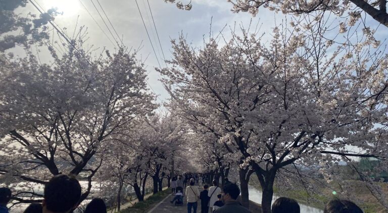Habang Village in Chungju - Cherry Blossom Spot