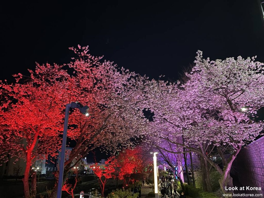 Suanbo Cherry Blossom Road