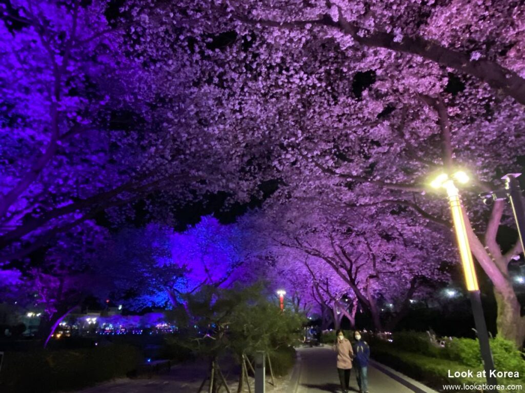 Suanbo Cherry Blossom Road