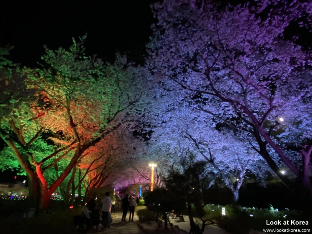Suanbo Cherry Blossom Road