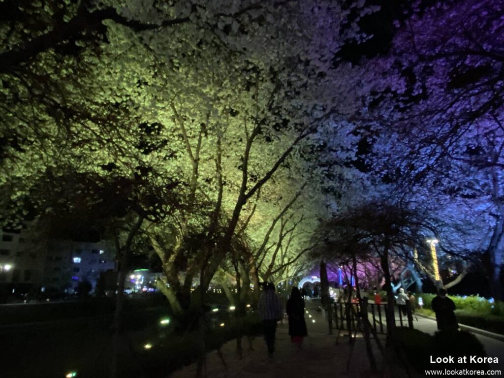 Suanbo Cherry Blossom Road