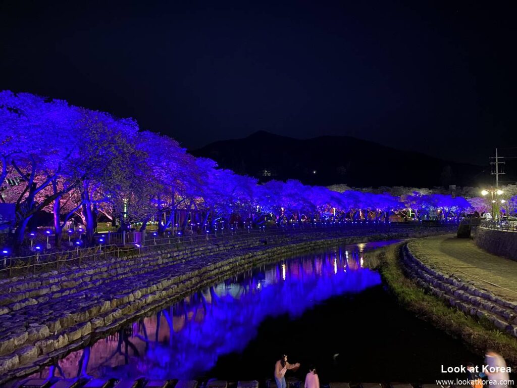 Suanbo Cherry Blossom Road