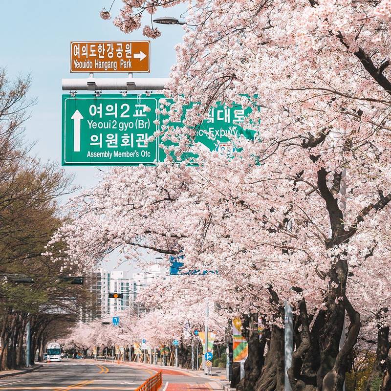 Yeouido Cherry Blossom Festival 2022 has been canceled but the Yeouido